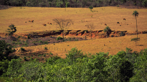 biome-adserit