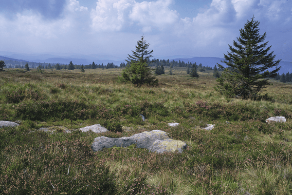 biome-nivaliore