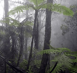 biome-nubesilva