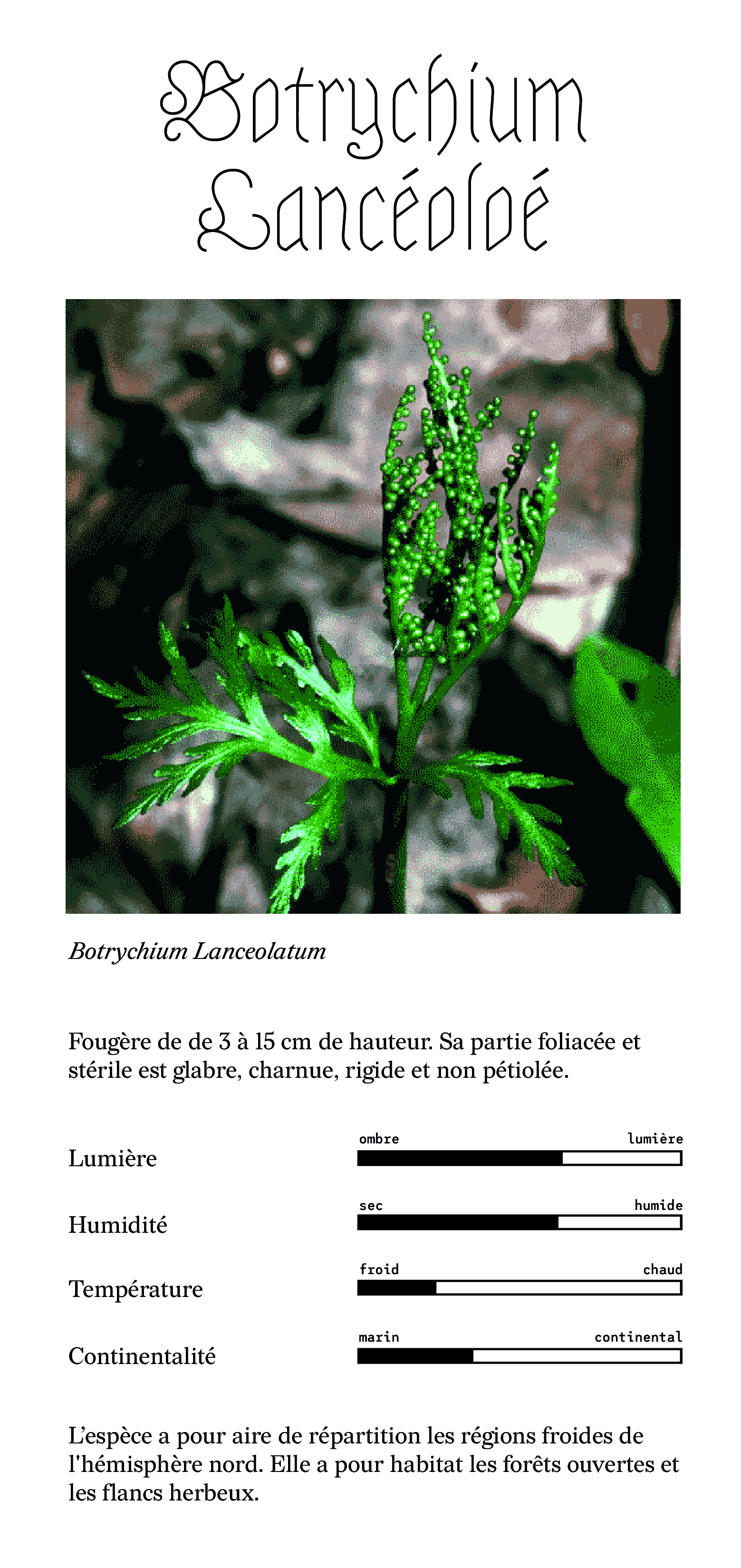 botrychium