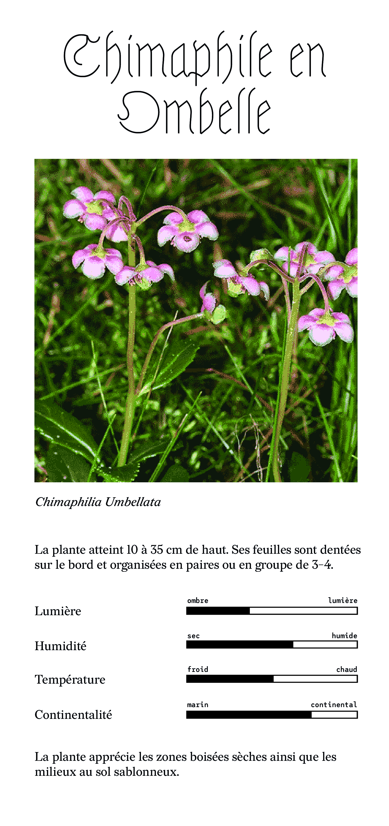 chimaphile en ombelle