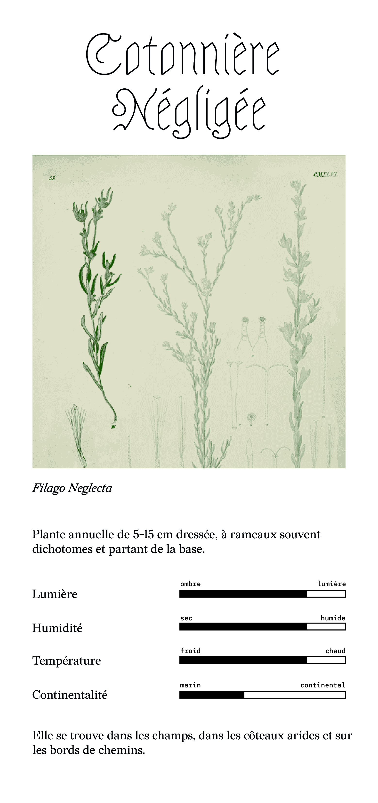 cotonnière négligée