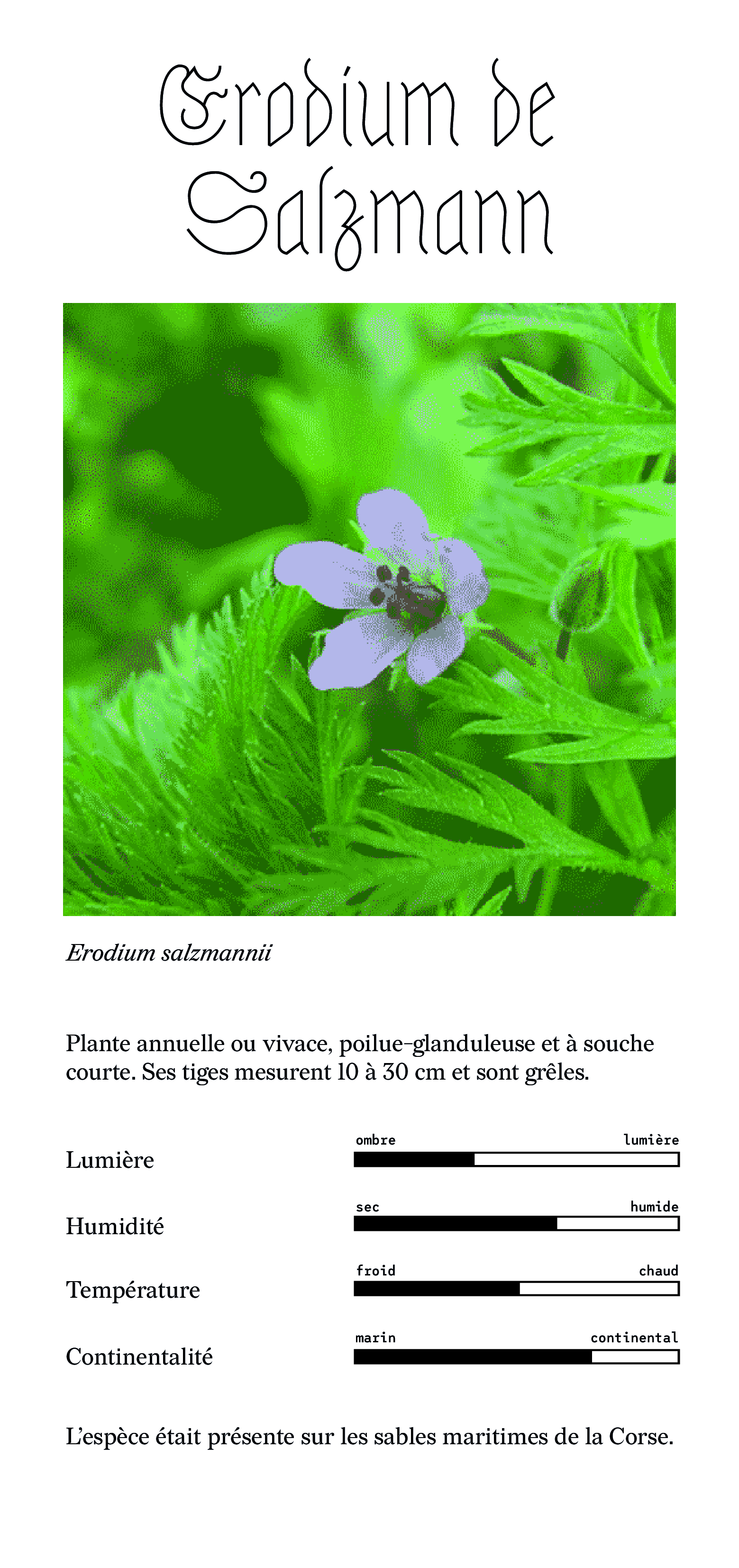 erodium de salzmann