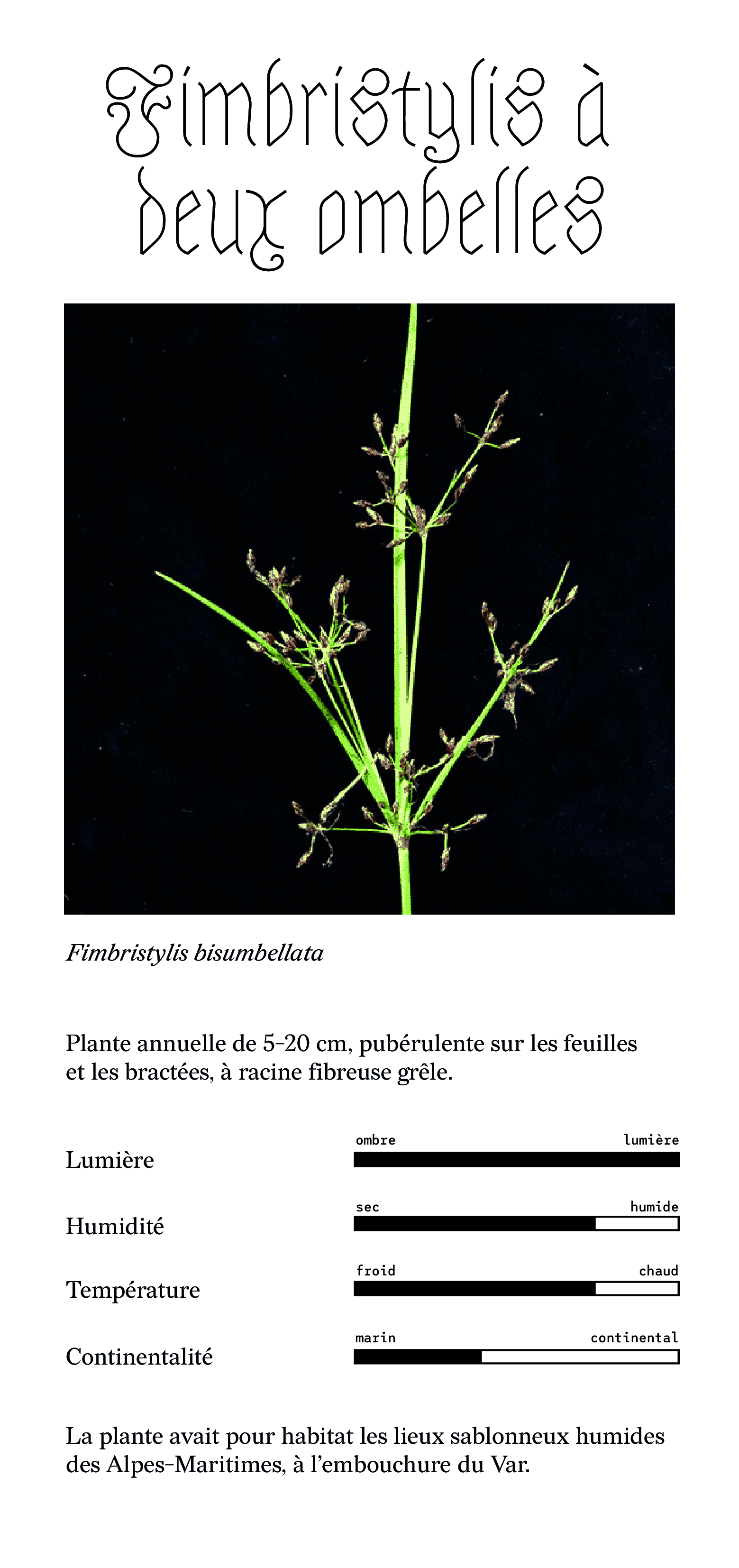 fimbristylis à deux ombelles