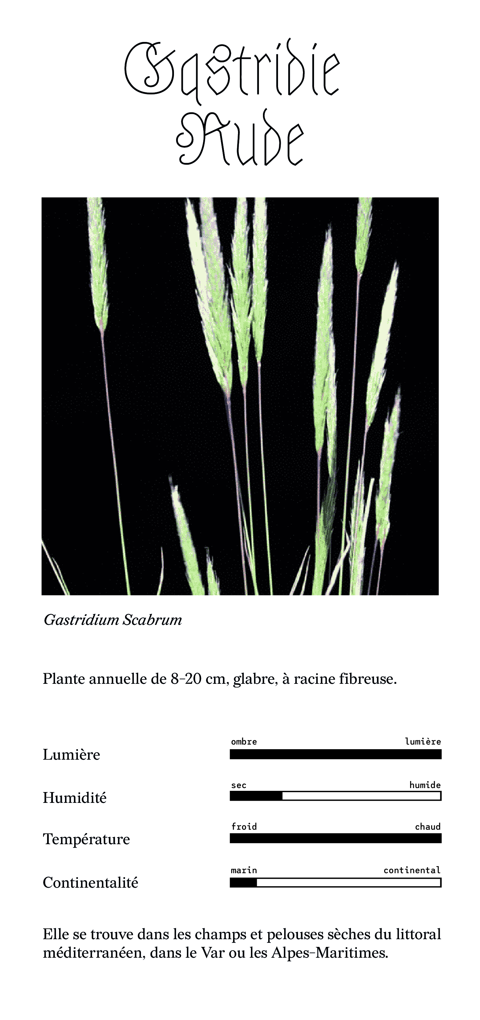 gastridie