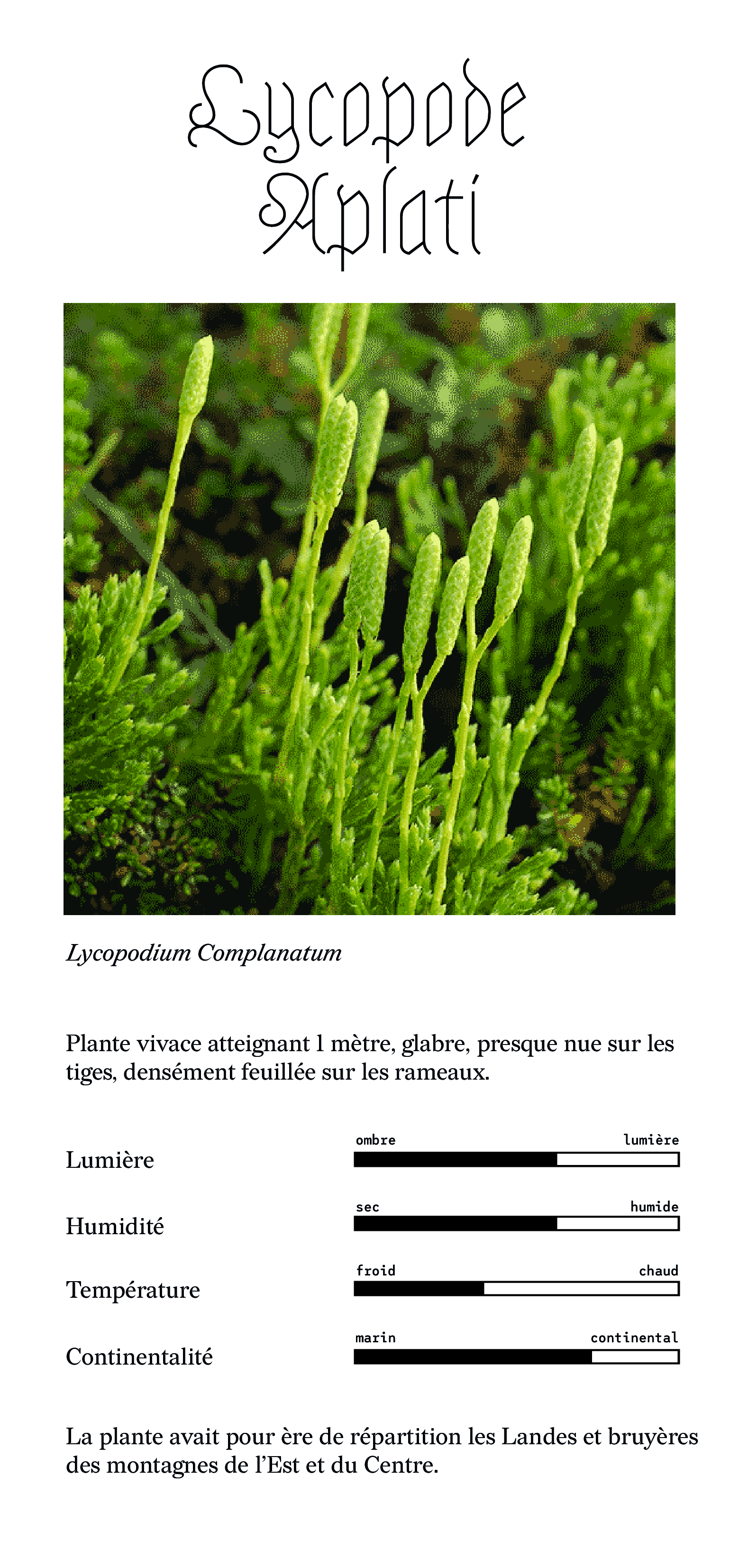 lycopode