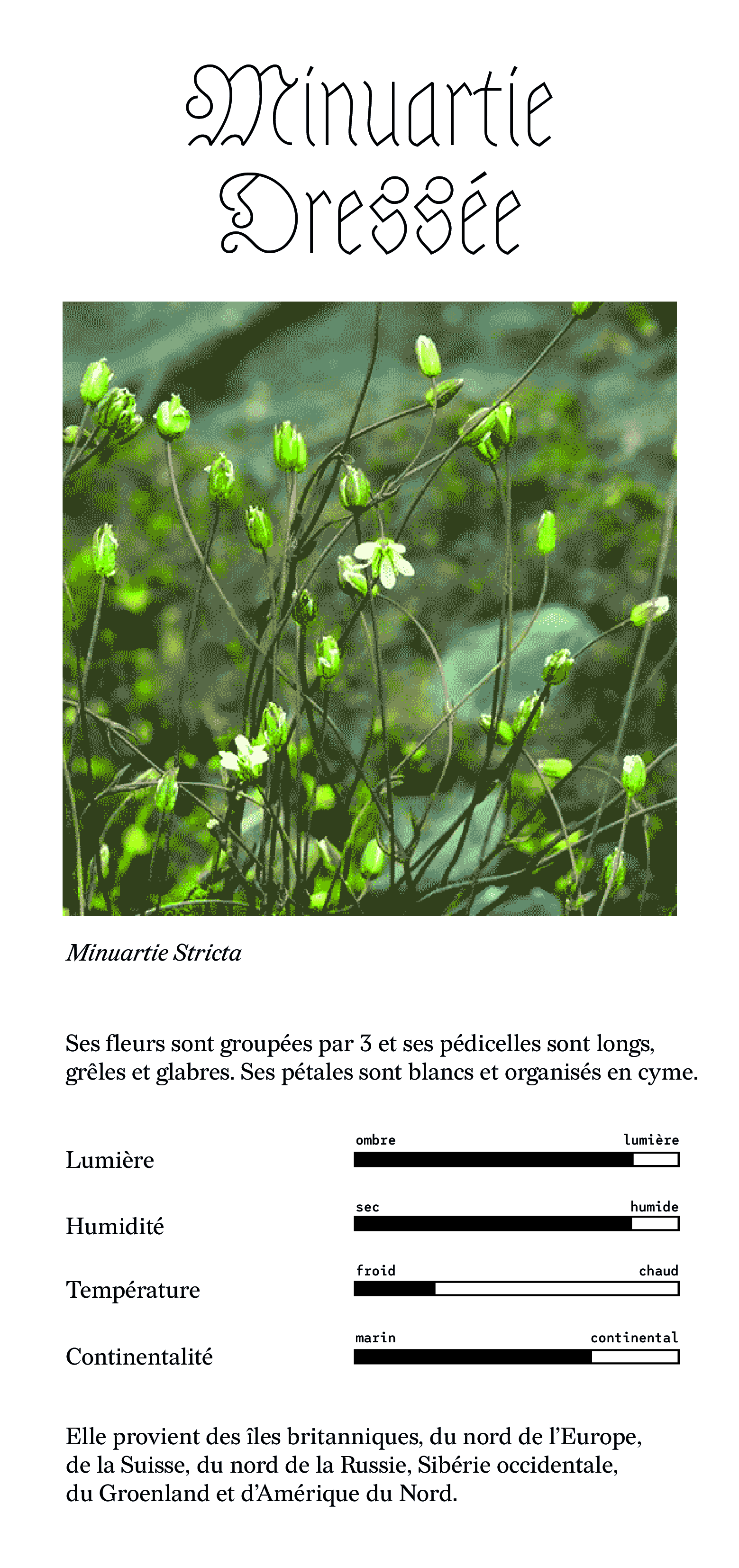 minuartie dressée 