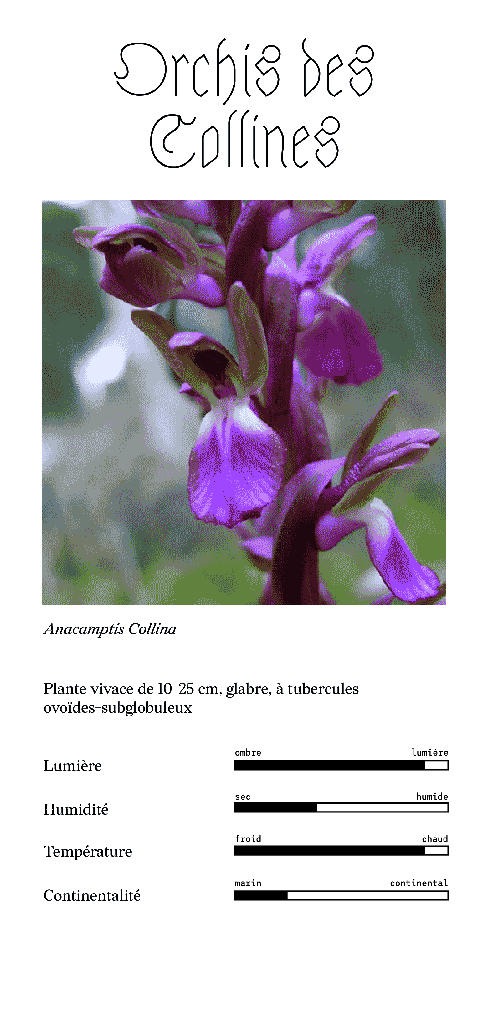 orchis des collines