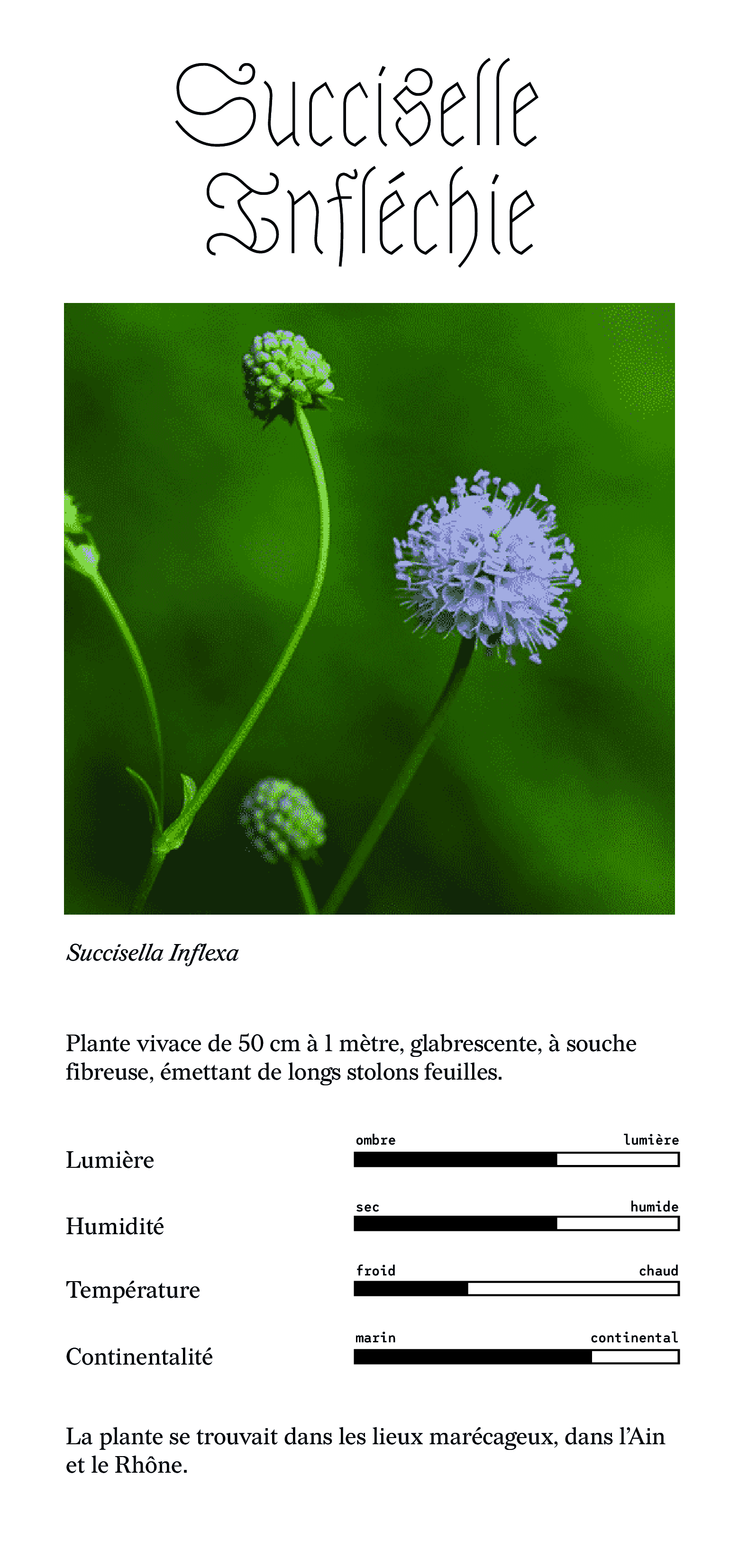 succiselle