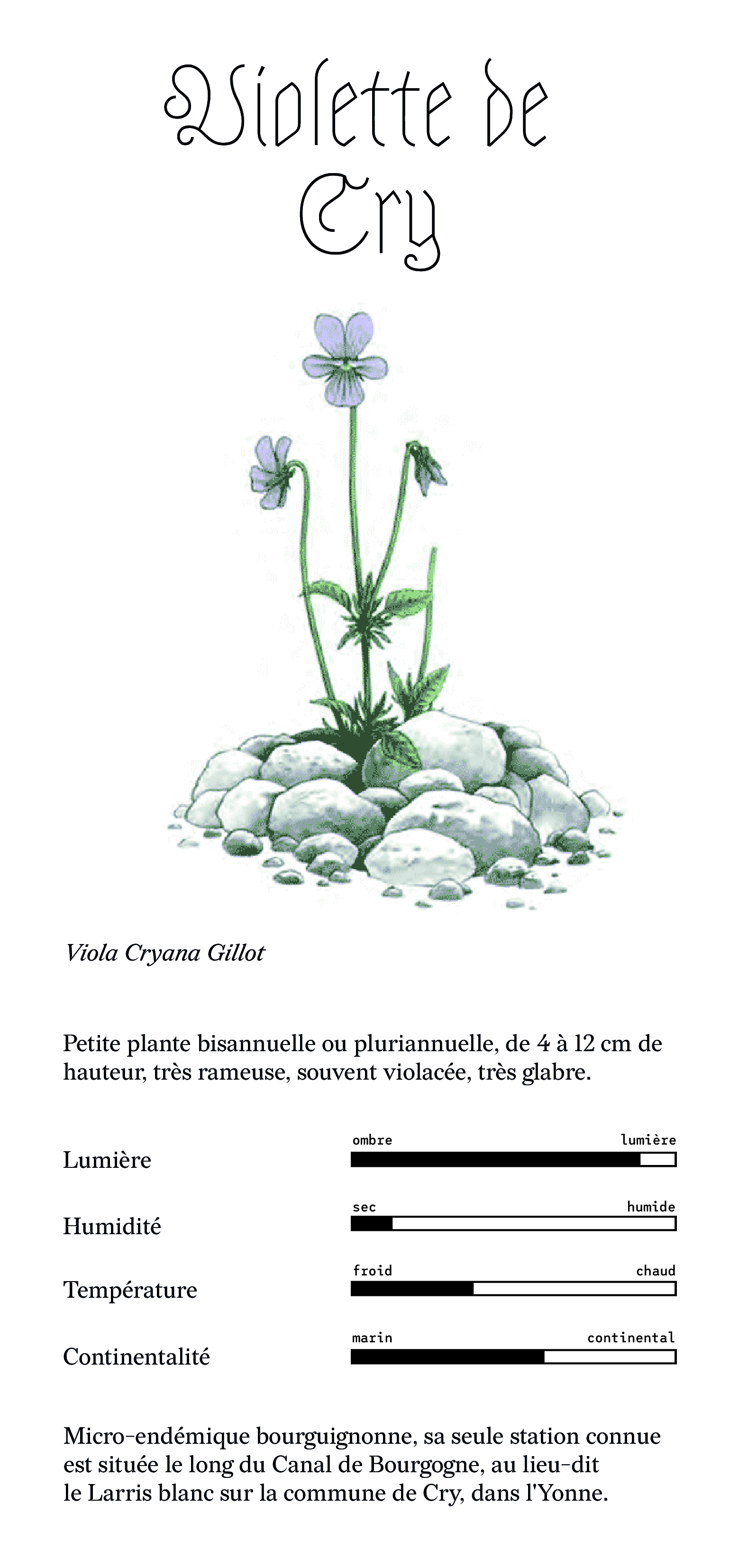 violette de cry