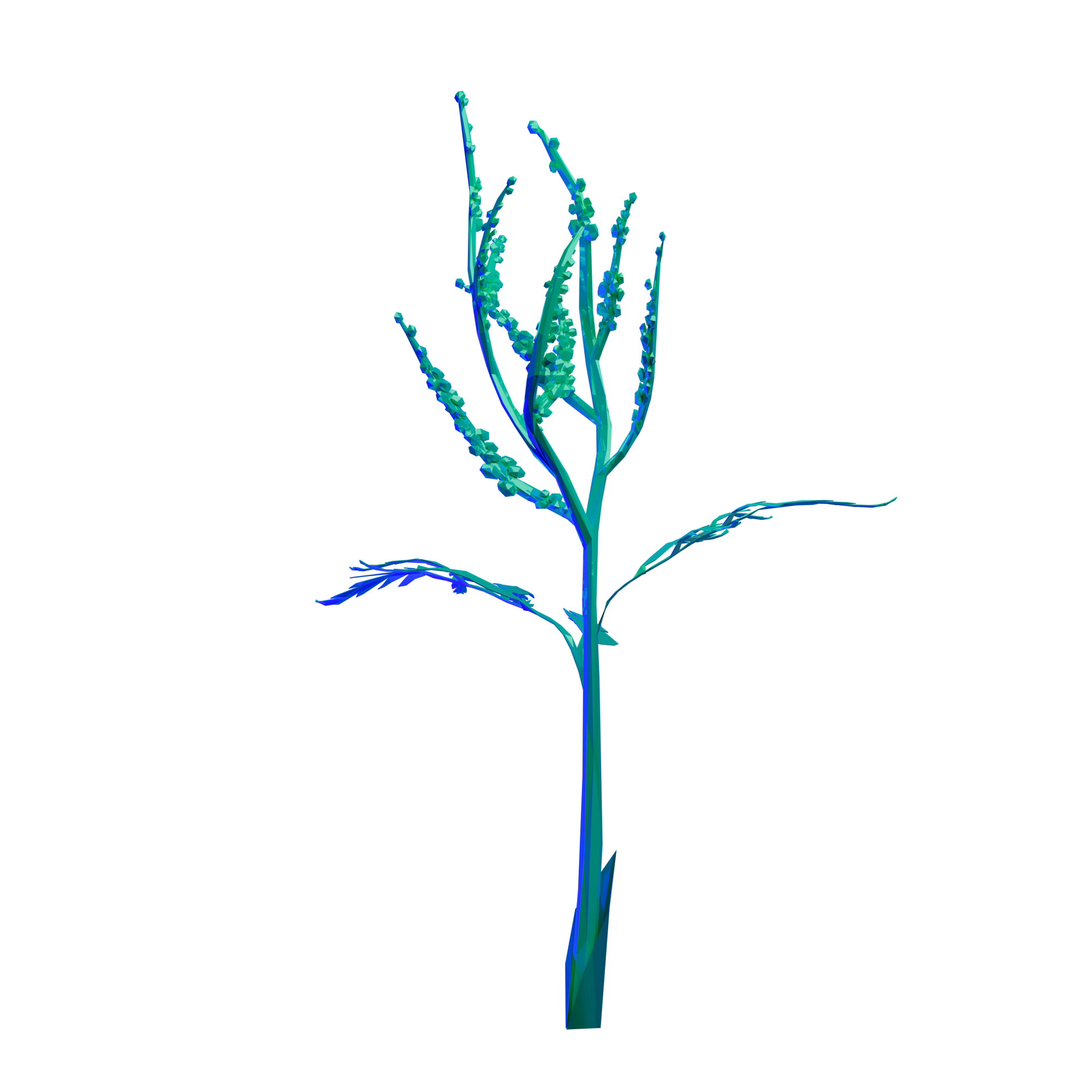 botrychium